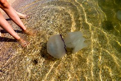 Meduzy w Morzy Azowskim