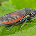 Leafhopper - Cuerna septentrionalis (Cicadellidae, Cicadellinae, Proconiini) 112p-23369