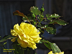 Francia 20190829 198 Saint James - Photo of Saint-Laurent-de-Terregatte