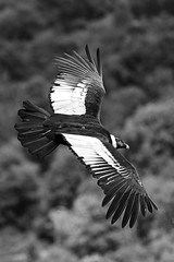Condor des Andes - Photo of Lau-Balagnas