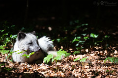 Arctic fox - Photo of Wahlbach