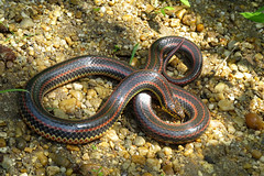 Rainbow Snake – Reptiles and Amphibians of Mississippi