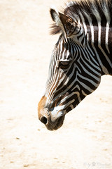 Grévy's zebra