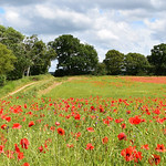 Field of Poppies by Nina Harrup