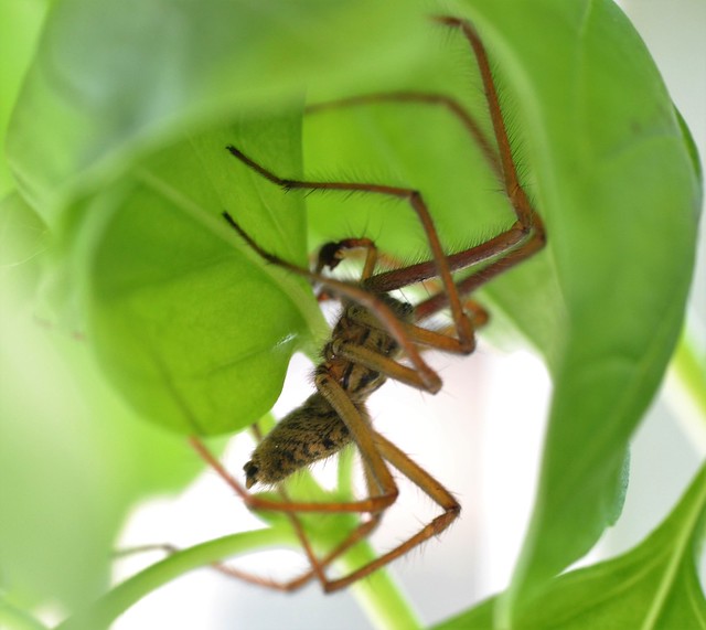 Photo：a spider on a basil plant in the kitchen By conall..
