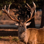 The Rut by Anthony Hollick