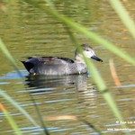 Aves en las lagunas de La Guardia (Toledo) 26-10-2019
