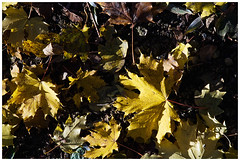 tapis de feuilles - Photo of Navenne