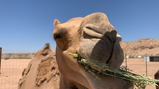 Las Vegas Camel Safari