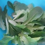 mesclun lettuce