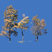 09 Three Aspens © Diane McKinley - 2nd Place Altered