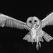 10 Barn Owl with prey  © Beto Gutierrez - 1st Place  Black & White