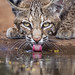 12 Bobcat Drinking © Frank Zurey - 1st Place Published