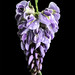 03 Purple Heart © Diane McKinley - 2nd Place Flora