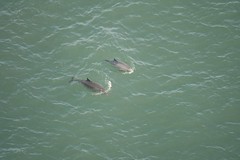Harbor Porpoises in San Francisco Bay