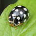 Cream-spotted Lady Beetle - Calvia quatuordecimguttata (Coccinellidae, Coccinellinae, Coccinellini) 118z-7287241