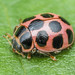 Cream-spotted Lady Beetle - Calvia quatuordecimguttata (Coccinellidae, Coccinellinae, Coccinellini) 119z-6300622