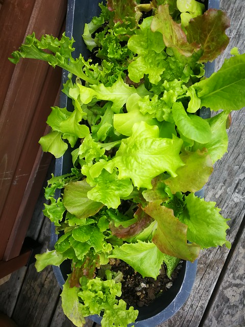 mesclun lettuce