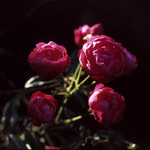 Velvia Roses  (Velvia 100)