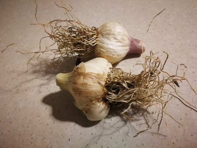Image of garlic by mrsbrown