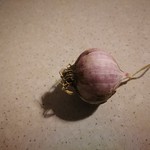 soft neck garlic