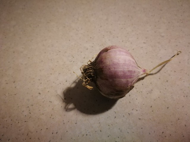 soft neck garlic