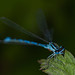 Damsel Fly,Denis O_Driscoll,12pts