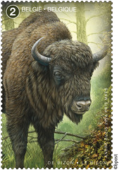 12 BIG5 timb A bison©