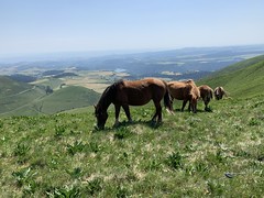 Horses in Le Mont-Dore, France - Photo of Orcival