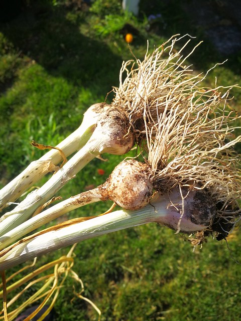 Image of soft neck garlic