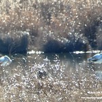 Aves en las lagunas de La Guardia (Toledo) 27-12-2019