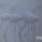 Flamencos en la niebla. Laguna Larga de Villacañas. 30-12-2019