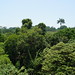 Singapore Rainforest Nature Park
