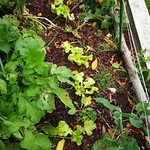 oak leaf lettuce