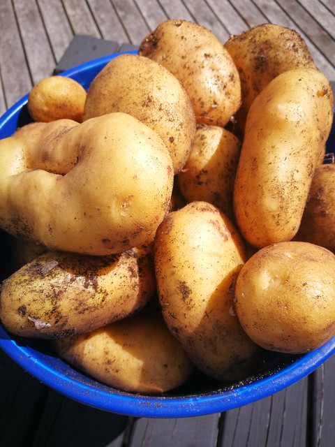 Agria potatoes