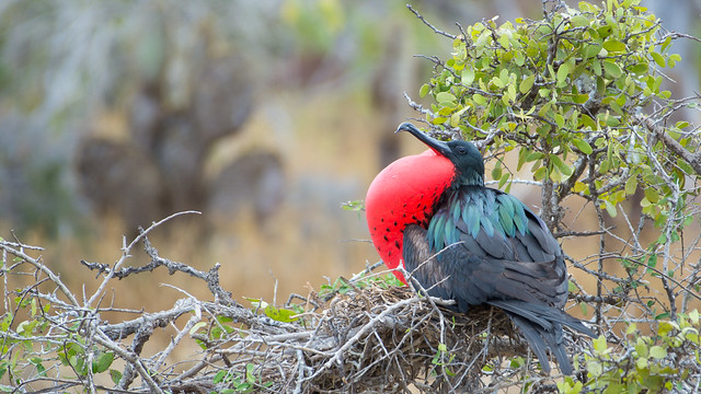 Magnificient frigatebird trying to attract a female