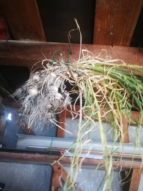 Harvested the last of the garlic.