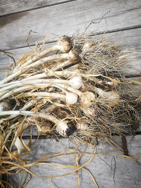 Harvested the last of the garlic.
