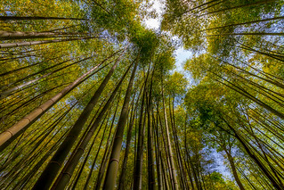 Arashiyama, Bamboo Grove, Kyoto, Japan