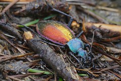 Ground Beetle (Carabus (Chrysotribax) hispanus) found hibernating in a cell in the ground ... - Photo of Lacabarède