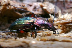 Ground Beetle (Carabus (Chrysocarabus) auronitens festivus) found hibernating in dead wood ...