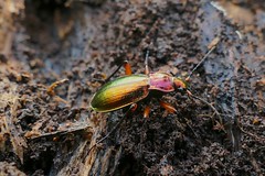 Ground Beetle (Carabus (Chrysocarabus) auronitens festivus) found hibernating in dead wood ... - Photo of Lacabarède