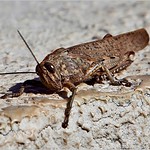 Fwd: Grasshopper by John Russell