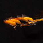 Butterfly captured with strobe flash by Derek Dewey-Leader