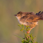 Cisticola_East Africa by June Sparham