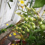 Rapunzel tomatoes