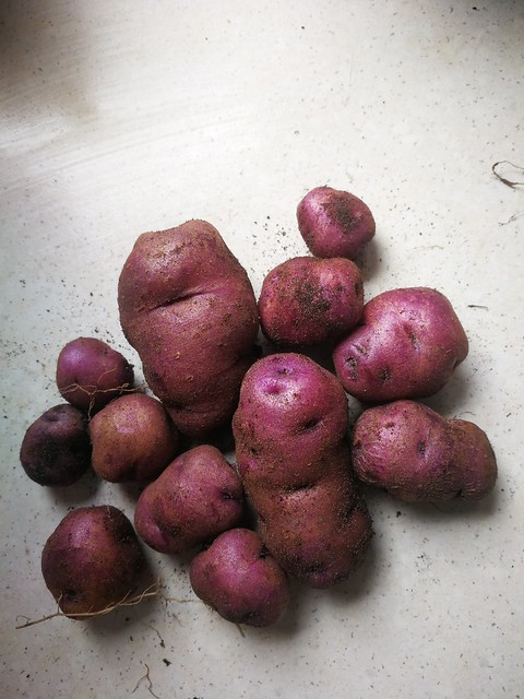 Rakiura taewa Māori potatoes