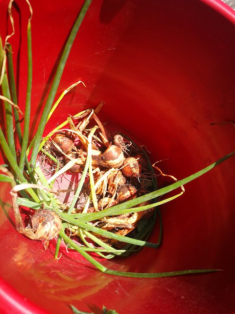Perennial shallots for replanting in winter