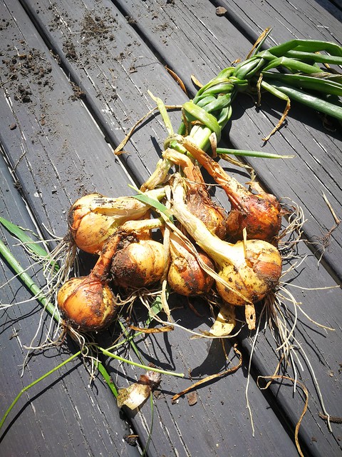 Perennial shallots, ready for drying.