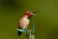DSC_3563 Allen's Hummingbird